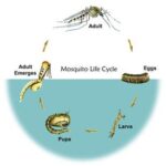 Mosquito Life-Cycle