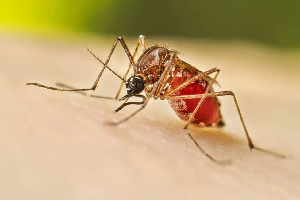 Dengue mosquito